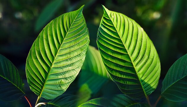 Nature Green Leaf Background Kratom Tree Grows On Dark Plant Tree Kratom Leaves Mitragyna Speciosa Korth Medicinal Plants