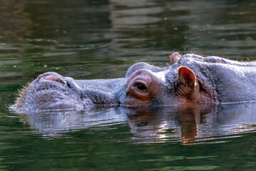 Obraz premium hippopotamus - (Hippopotamus amphibius) In the water, An action portrait of a hippo swimming under water