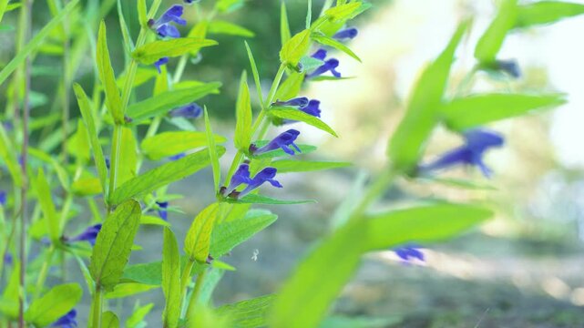 Blue flowers of Marsh skullcap
