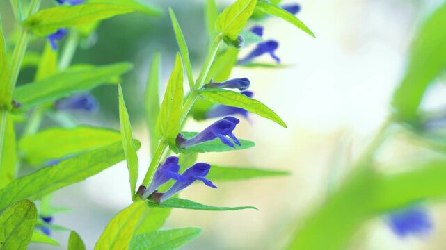 Blue flowers of Marsh skullcap