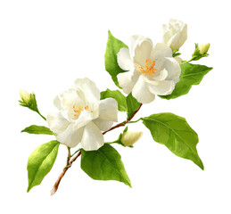 Fototapeta premium Blooming white jasmine flowers nature scene digital isolated on transparent background