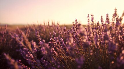 Purple lavender flower field at sunset. Relaxing aromatherapy and natural beauty concept. Calm landscape for wellbeing.