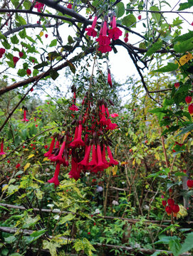 Hanging peruvian cantuta flowers adding vibrant red color