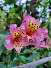 Pink peruvian lily flowers blooming in garden