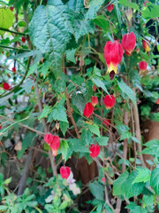 Flowering maple abutilon plant blooming red flowers in peru
