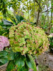 Hydrangea flower blooming with red spots in peru garden