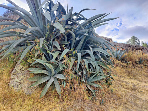 Agave plants growing near ventanillas de otuzco peru