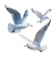 Obraz premium Seagulls in flight coastal beach wildlife bright sky isolated on transparent background