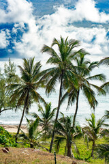 Fototapeta premium Barbados - Playa