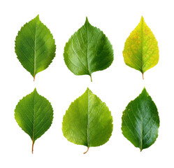 Naklejka premium Diverse green leaves arranged on nature isolated on transparent background