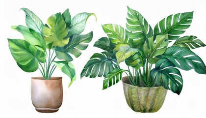 Obraz premium Watercolor Image With Tropical Leaves And Leaves Of Indoor Plants Home Plant In Pots Greenery Juicy Floral Design Element Perfect For Invitations Cards Prints Posters