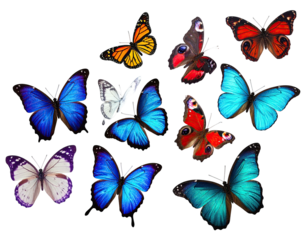 Assortment of vibrant butterflies in various colors against a stark black backdrop