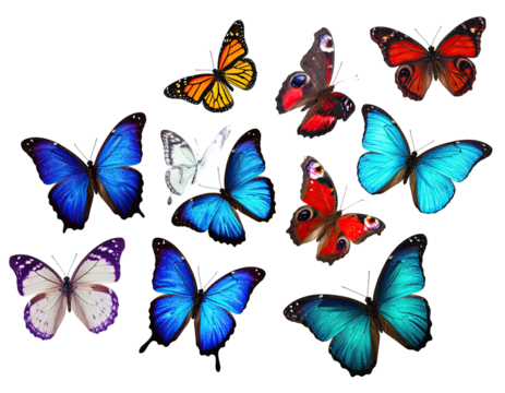 Assortment of vibrant butterflies in various colors against a stark black backdrop