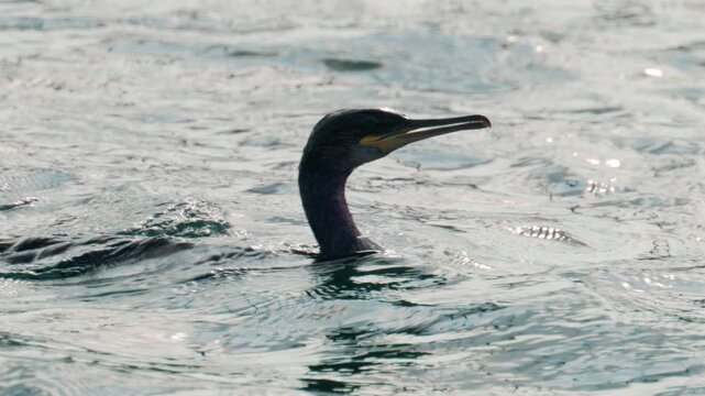A cormorant swims and dives into the clear blue sea near the coast