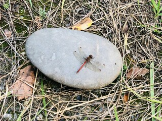 Odonata on a stone in the nature