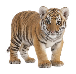 Obraz premium Playful tiger cub in natural habitat wildlife isolated on transparent background