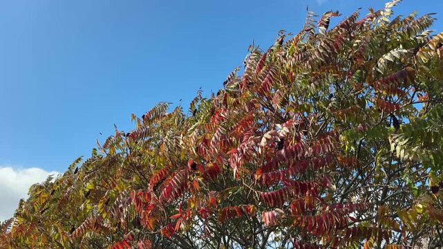Autumn staghorn sumac tree colorful leaves.