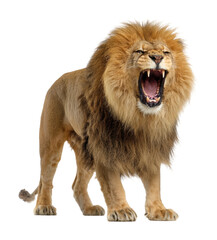 Obraz premium Roaring lion in wildlife isolated on transparent background
