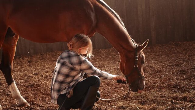 Female groom grooms horse, brushing its shiny coat with natural brush in stable stall crouching next to it as while horse eats hay. Concept of horse grooming, owner-caring for pet