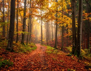 Obraz premium Autumnal forest path, bathed in golden light, leads through a misty woodland