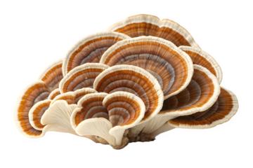 Cluster of colorful turkey tail mushrooms isolated on transparent background