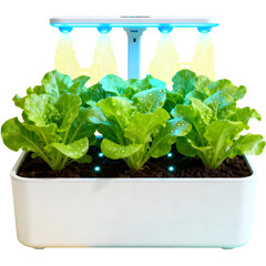 Indoor Lettuce Garden with Grow Lights Fresh Greens at Home