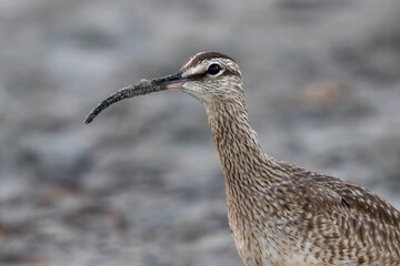 Whimbrel Close-Up Portrait