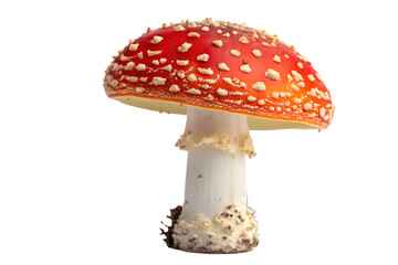 Red amanita muscaria mushroom isolated on transparent background