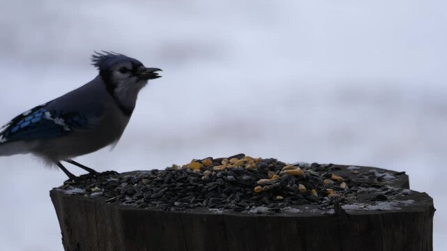 Birdfeeder 0907 Blue Jay Birds Wildlife Squirrel Backyard