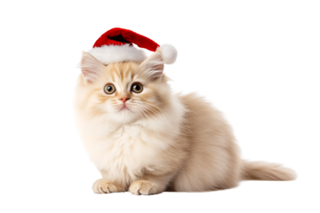 Cute fluffy ginger and cream colored kitten cat wearing a miniature red and white santa claus hat looking up with a sweet expression studio shot isolated on transparent background