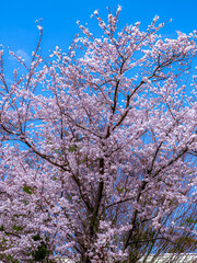 A portrait of cherry blossom trees in full bloom in spring.
