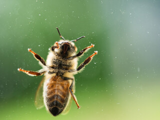Wasp insect on window glass bottom view
