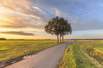 Agricultural grassland in the Netherlands