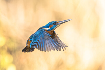 Common European Kingfisher Flying