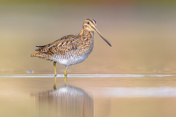 Common snipe wader bird in marshland background