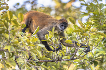 Geoffroys spider monkey hanging in tree