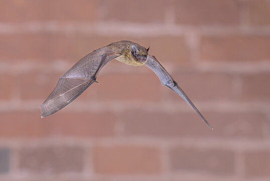 Flying Pipistrelle Bat on brick wall
