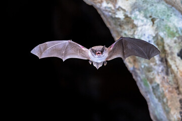 Long-fingered bat flying from cave