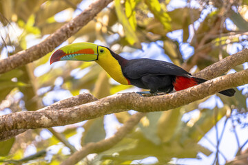 Keel billed toucan on branch in tree