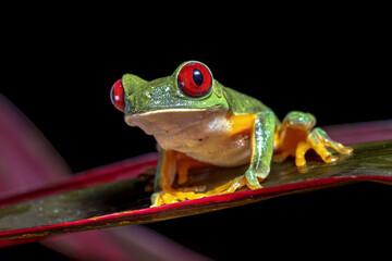 Red eyed leaf Frog on brach in tropical forest