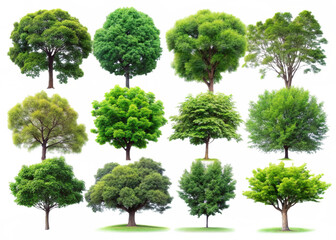 set of trees
