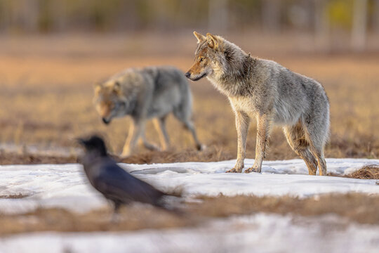 Two Eurasian Wolf looking with raven