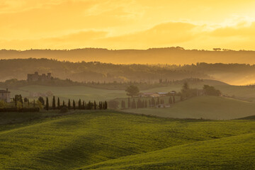 Vineyard in foggy hills