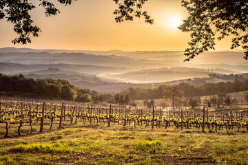 Vineyard in foggy hills