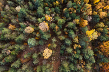 Une forêt en vue aérienne aux couleurs de l'automne