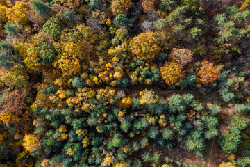 Une forêt en vue aérienne aux couleurs de l'automne