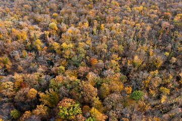 Une for&ecirc;t en vue a&eacute;rienne aux couleurs de l'automne