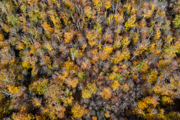 Une for&ecirc;t en vue a&eacute;rienne aux couleurs de l'automne