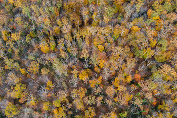 Une for&ecirc;t en vue a&eacute;rienne aux couleurs de l'automne