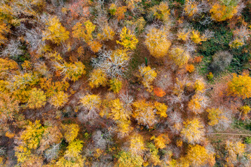 Une forêt en vue aérienne aux couleurs de l'automne